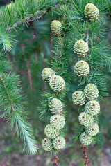 Young fresh larch cones on a green branch on a summer day.