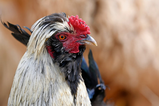 Houdan-Huhn (Gallus gallus domesticus) - Chicken