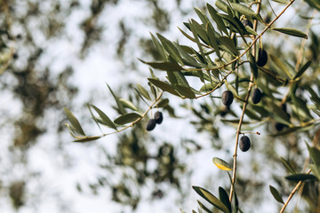 Olives on branch. Olive trees garden, mediterranean olive field. Olives in various stages of...