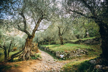 Olives on branch. Olive trees garden, mediterranean olive field. Olives in various stages of ripening. Soft focus background.