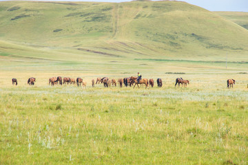 Herd of horses with shepherd on a green meadow. Horse farm pasture with mare and foal. Summer day landscape