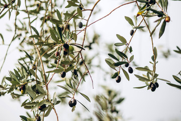 Olives on branch. Olive trees garden, mediterranean olive field. Olives in various stages of...