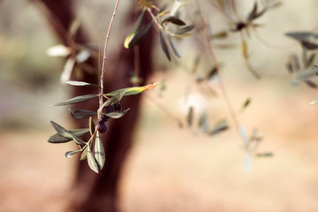 Olives on branch. Olive trees garden, mediterranean olive field. Olives in various stages of ripening. Soft focus background.