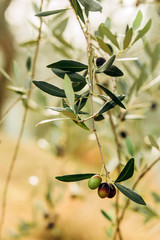 Olives on branch. Olive trees garden, mediterranean olive field. Olives in various stages of...