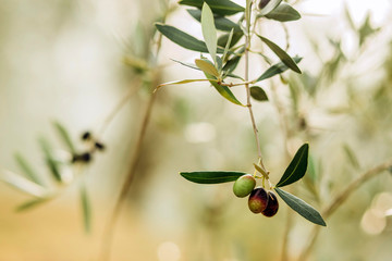 Olives on branch. Olive trees garden, mediterranean olive field. Olives in various stages of...