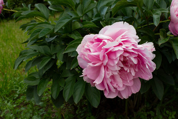 Beautiful flower of pink peony on the background of green leaves in the garden. Peony flower close up