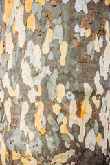 a close up of the surface pattern created by the bark on the trunk of a Plane tree. Patterns on the bark of plane tree or sycamores tree. Texture of the bark of plane tree