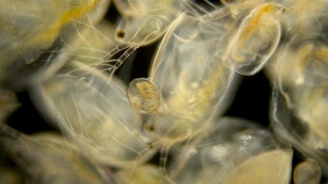 Zooplankton under the microscope. A colony of different plankton microorganisms in a drop of water. Daphnia, Cyclopidae, Bosmina - crustaceans living in seas, rivers, ponds. Located at the bottom of