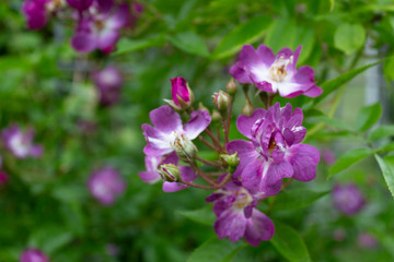 The flowers of this climbing rose of the Violet Blue Veilchenblau variety are in the garden near the house on a summer day.
