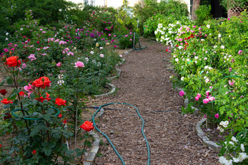 Path in the garden of blooming roses on a summer day