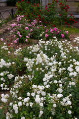 White pink and red roses bloom in the garden near the house on a summer day