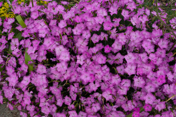 Annual Phlox with many pink flowers in the garden