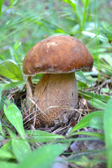 Cep mushroom in a forest scene, cep growing in the forest close up (Boletus edulis)