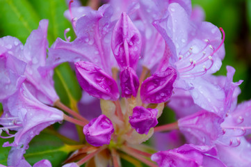 Purple Rain 2
