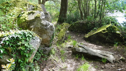 forêt