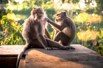 One macaque monkey grooming another at the Monkey Forest Sanctuary in Ubud, Bali, Indonesia
