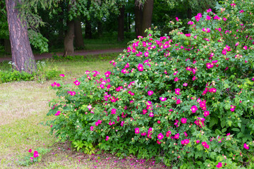 A bush of a red wild rose with numerous red flowers grows in a park near the trees on a summer day.