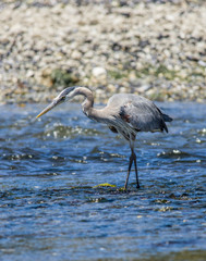 Great blue heron searching for food.