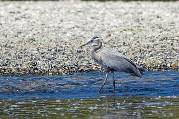 Heron stands in a stream.