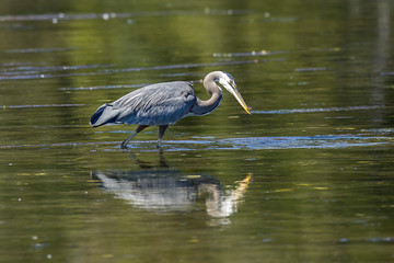 Heron looks for food.