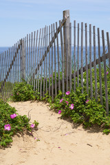 erosion fencing on the sandy cliffs above the ocean in Cape Cod National Seashore with blooming bright pink beach roses