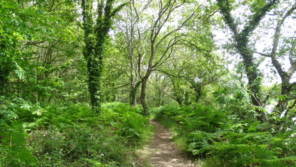 forêt