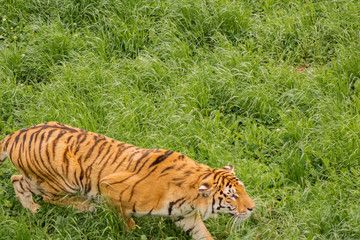tigers strolling and relaxing in a green meadow with rocky walls