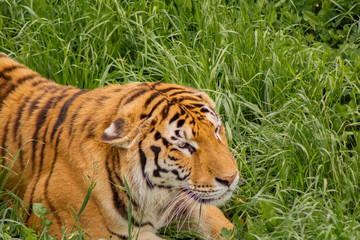 tigers strolling and relaxing in a green meadow with rocky walls