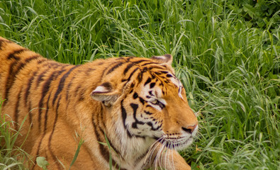 tigers strolling and relaxing in a green meadow with rocky walls