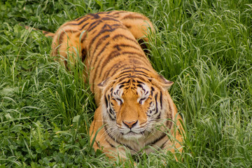 tigers strolling and relaxing in a green meadow with rocky walls