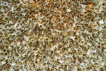 Wishing leaves, White Temple, Chiang Rai, Thailand