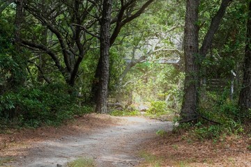 path in the forest