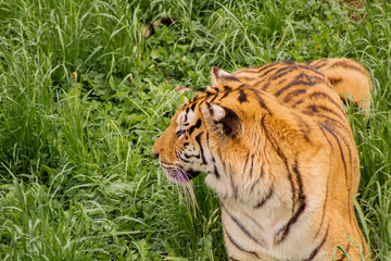 tigers strolling and relaxing in a green meadow with rocky walls