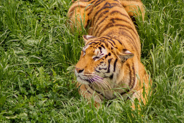 tigers strolling and relaxing in a green meadow with rocky walls