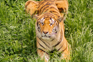 tigers strolling and relaxing in a green meadow with rocky walls