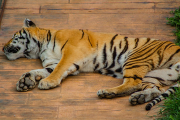 tigers strolling and relaxing in a green meadow with rocky walls