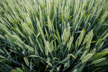 Naklejka na ściany i meble Green wheat field on summer evening