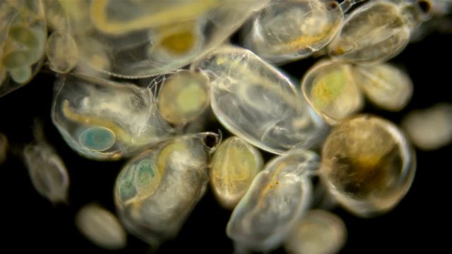 Zooplankton under the microscope. A colony of different plankton microorganisms in a drop of water. Daphnia, Cyclopidae, Bosmina - crustaceans living in seas, rivers, ponds. Located at the bottom of