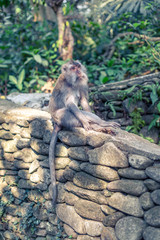 A macaque monkey sat with legs crossed on a wall at the Monkey Forest Sanctuary in Ubud, Bali, Indonesia