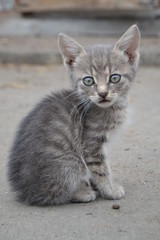 kitten on a background