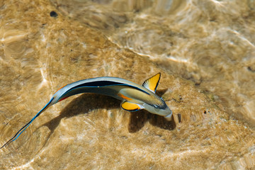 Surgeonfish. Fish swims in the water. watch overhead. Top view.
