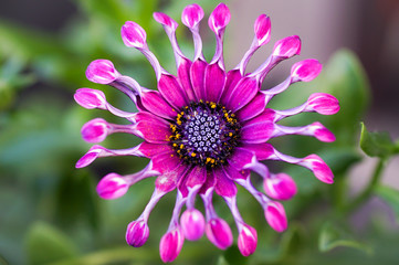 Purple Flower