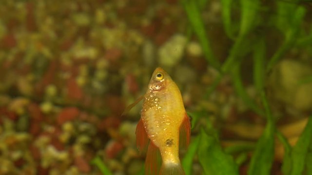 Dead yellow fish in home aquarium. Alive danio fish eating dead gold barb. 4k real time video footage.