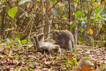 Naklejka na ściany i meble One macaque monkey grooming another at the Monkey Forest Sanctuary in Ubud, Bali, Indonesia