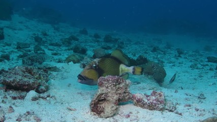 Titan Triggerfish, Balistoides viridescens closeup in Andaman sea