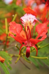 Fototapeta premium Acacia Flower