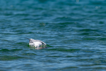 Fototapeta premium Herring gull (Larus argentatus) feeding on a dead fish (believed to be a common carp (Cyprinus carpio)) in Lake Michigan, USA.