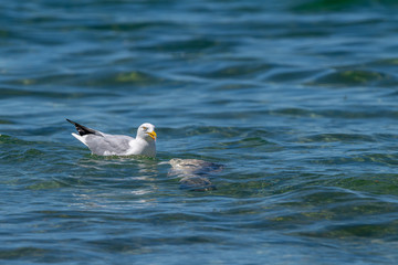 Herring gull (Larus argentatus) feeding on a dead fish (believed to be a common carp (Cyprinus carpio)) in Lake Michigan, USA.