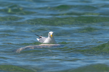 Herring gull (Larus argentatus) feeding on a dead fish (believed to be a common carp (Cyprinus carpio)) in Lake Michigan, USA.
