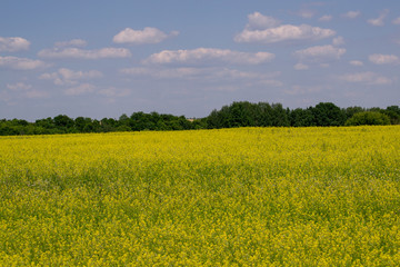 Yellow oilseed rape field under the blue sky with sun
